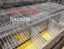Vente cage lapins 